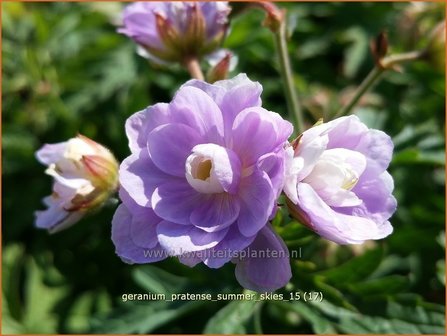 Geranium pratense &#039;Summer Skies&#039; | Beemdooievaarsbek, Ooievaarsbek, Tuingeranium