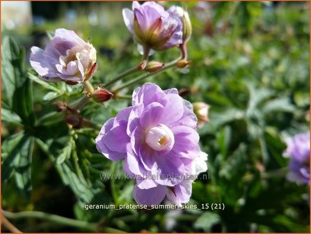 Geranium pratense &#039;Summer Skies&#039; | Beemdooievaarsbek, Ooievaarsbek, Tuingeranium