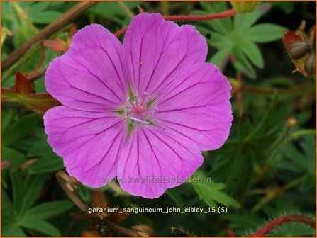 Geranium sanguineum &#039;John Elsley&#039; | Bloedooievaarsbek, Ooievaarsbek, Tuingeranium