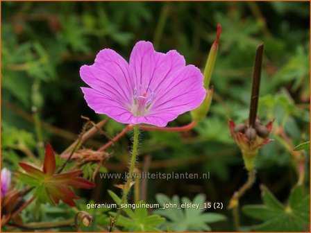 Geranium sanguineum &#039;John Elsley&#039; | Bloedooievaarsbek, Ooievaarsbek, Tuingeranium