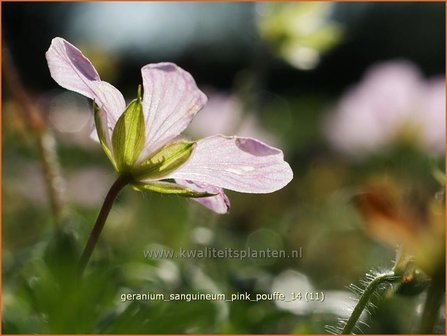 Geranium sanguineum &#039;Pink Pouffe&#039; | Bloedooievaarsbek, Ooievaarsbek, Tuingeranium | Blut-Storchschnabel