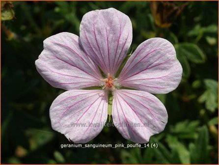 Geranium sanguineum &#039;Pink Pouffe&#039; | Bloedooievaarsbek, Ooievaarsbek, Tuingeranium | Blut-Storchschnabel