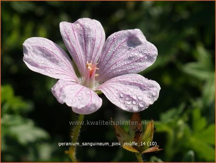 Geranium sanguineum &#039;Pink Pouffe&#039; | Bloedooievaarsbek, Ooievaarsbek, Tuingeranium | Blut-Storchschnabel