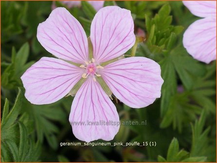 Geranium sanguineum &#039;Pink Pouffe&#039; | Bloedooievaarsbek, Ooievaarsbek, Tuingeranium | Blut-Storchschnabel