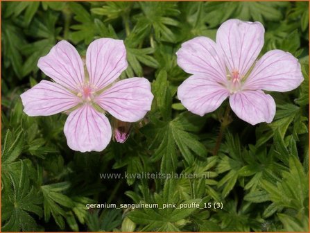 Geranium sanguineum &#039;Pink Pouffe&#039; | Bloedooievaarsbek, Ooievaarsbek, Tuingeranium | Blut-Storchschnabel