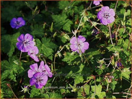 Geranium &#039;Pink Penny&#039; | Ooievaarsbek