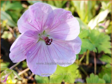 Geranium &#039;Lilac Ice&#039; | Ooievaarsbek, Tuingeranium