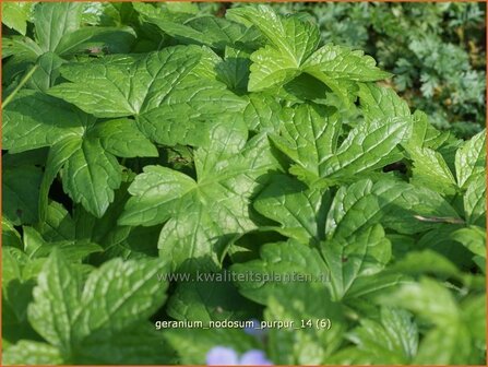 Geranium nodosum &#039;Purpur&#039; | Ooievaarsbek