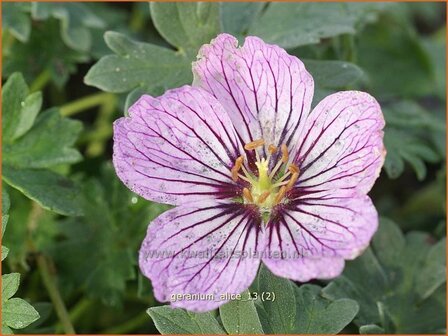 Geranium cinereum &#039;Alice&#039; | Ooievaarsbek