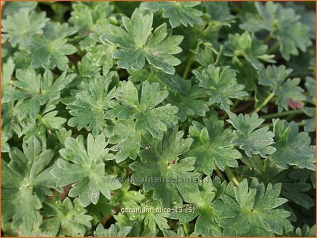 Geranium cinereum &#039;Alice&#039; | Ooievaarsbek