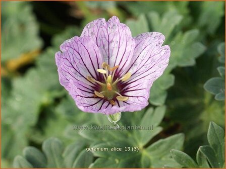 Geranium cinereum &#039;Alice&#039; | Ooievaarsbek