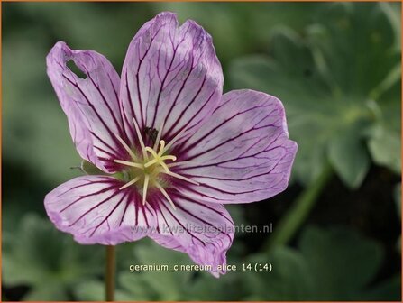 Geranium cinereum &#039;Alice&#039; | Ooievaarsbek