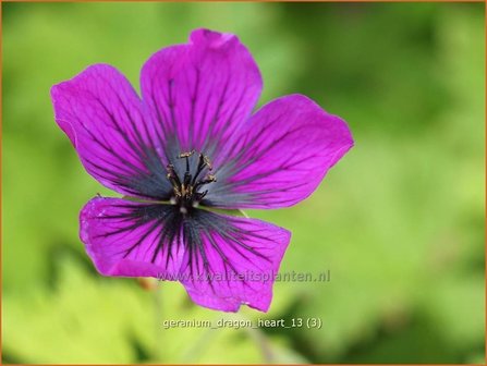 Geranium &#039;Dragon Heart&#039; | Ooievaarsbek