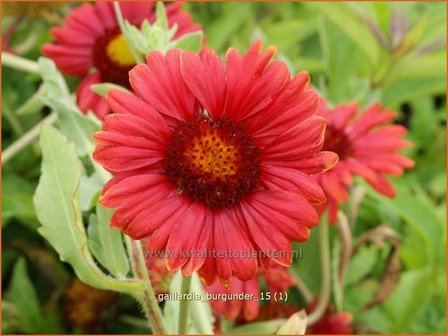 Gaillardia &#039;Burgunder&#039; | Kokardebloem