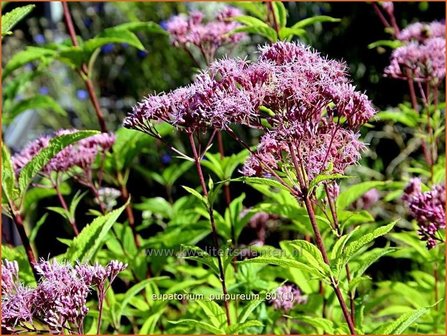 Eupatorium purpureum | Leverkruid, Koninginnekruid