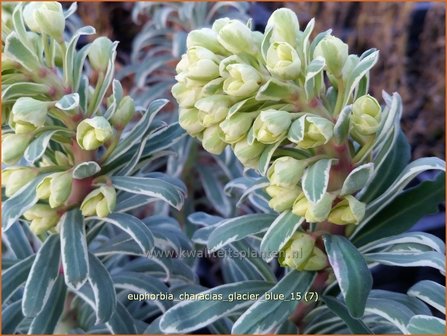 Euphorbia characias &#039;Glacier Blue&#039; | Wolfsmelk