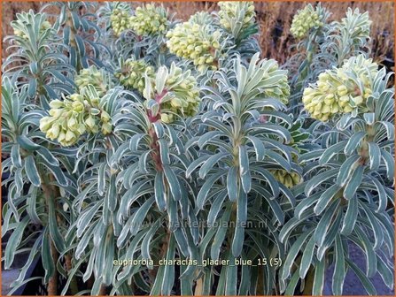 Euphorbia characias &#039;Glacier Blue&#039; | Wolfsmelk