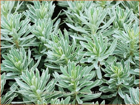 Euphorbia characias &#039;Silver Swan&#039; | Wolfsmelk | Palisaden-Wolfsmilch