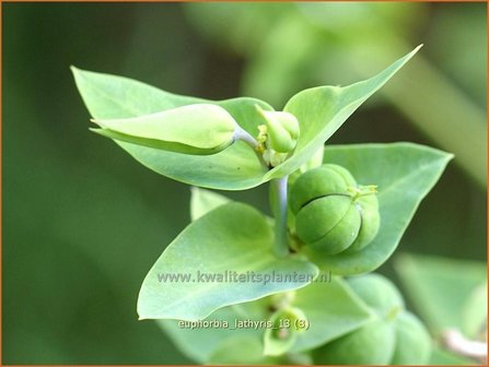 Euphorbia lathyris | Kruisbladwolfsmelk, Mollenplant, Wolfsmelk | Kreuzbl&auml;ttrige Wolfsmilch