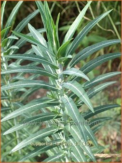 Euphorbia lathyris | Kruisbladwolfsmelk, Mollenplant, Wolfsmelk | Kreuzbl&auml;ttrige Wolfsmilch