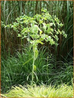 Euphorbia lathyris | Kruisbladwolfsmelk, Mollenplant, Wolfsmelk | Kreuzbl&auml;ttrige Wolfsmilch