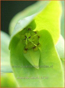 Euphorbia lathyris | Kruisbladwolfsmelk, Mollenplant, Wolfsmelk | Kreuzbl&auml;ttrige Wolfsmilch