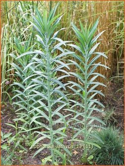 Euphorbia lathyris | Kruisbladwolfsmelk, Mollenplant, Wolfsmelk | Kreuzbl&auml;ttrige Wolfsmilch