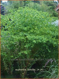 Euphorbia lathyris | Kruisbladwolfsmelk, Mollenplant, Wolfsmelk | Kreuzbl&auml;ttrige Wolfsmilch