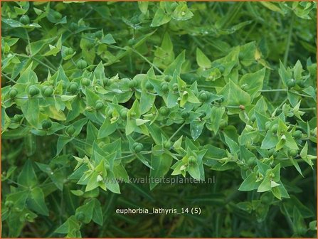 Euphorbia lathyris | Kruisbladwolfsmelk, Mollenplant, Wolfsmelk | Kreuzbl&auml;ttrige Wolfsmilch