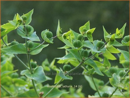 Euphorbia lathyris | Kruisbladwolfsmelk, Mollenplant, Wolfsmelk | Kreuzbl&auml;ttrige Wolfsmilch