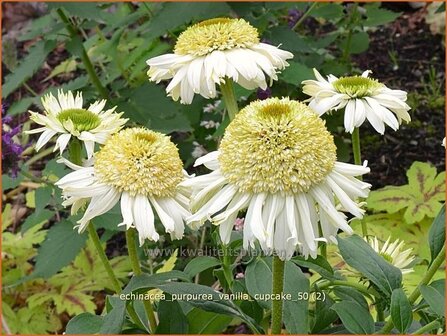 Echinacea purpurea &#039;Vanilla Cupcake&#039; | Zonnehoed