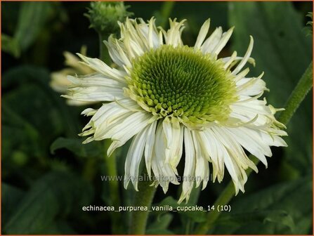 Echinacea purpurea &#039;Vanilla Cupcake&#039; | Zonnehoed