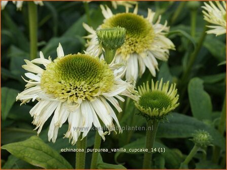 Echinacea purpurea &#039;Vanilla Cupcake&#039; | Zonnehoed