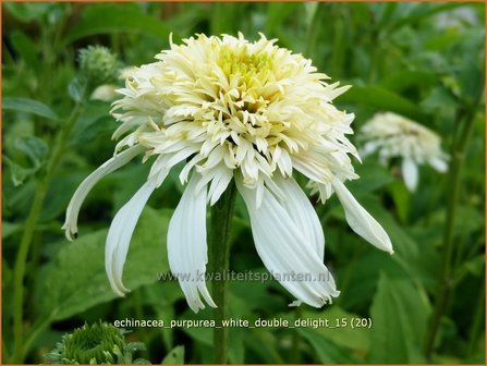 Echinacea purpurea &#039;White Double Delight&#039; | Zonnehoed