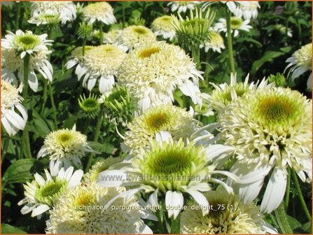 Echinacea purpurea &#039;White Double Delight&#039; | Zonnehoed