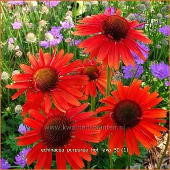 Echinacea purpurea &#039;Hot Lava&#039; | Zonnehoed