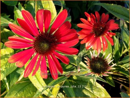 Echinacea purpurea &#039;Julia&#039; | Zonnehoed