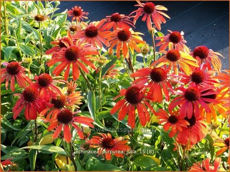 Echinacea purpurea &#039;Julia&#039; | Zonnehoed