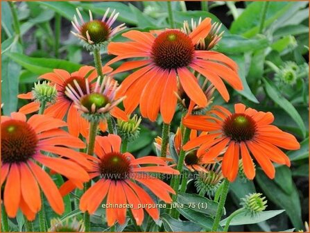 Echinacea purpurea &#039;Julia&#039; | Zonnehoed