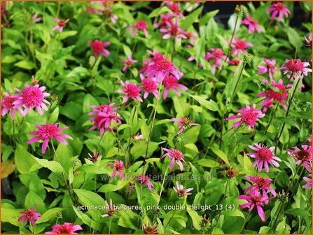 Echinacea purpurea &#039;Pink Double Delight&#039; | Rode zonnehoed, Zonnehoed | Roter Sonnenhut