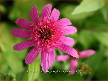 Echinacea purpurea &#039;Pink Double Delight&#039; | Rode zonnehoed, Zonnehoed | Roter Sonnenhut