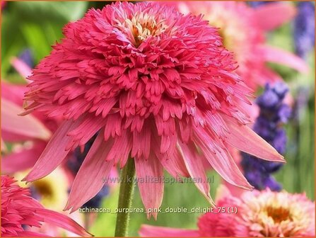 Echinacea purpurea &#039;Pink Double Delight&#039; | Rode zonnehoed, Zonnehoed | Roter Sonnenhut