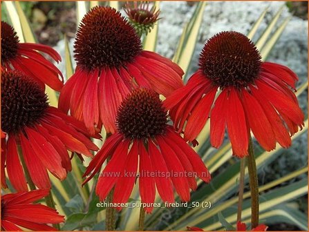 Echinacea purpurea &#039;Firebird&#039; | Zonnehoed