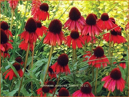 Echinacea purpurea &#039;Firebird&#039; | Zonnehoed