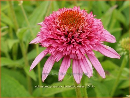 Echinacea purpurea &#039;Butterfly Kisses&#039; | Zonnehoed