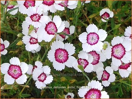 Dianthus deltoides &#039;Arctic Fire&#039; | Steenanjer, Anjer | Heidenelke