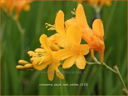 Crocosmia &#039;Paul&#039;s Best Yellow&#039; | Montbretia