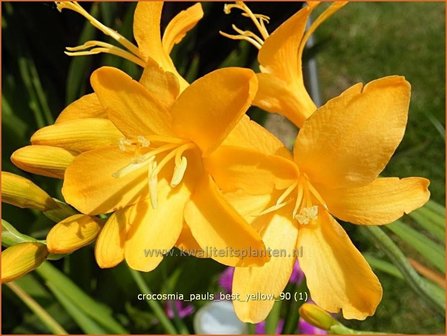 Crocosmia &#039;Paul&#039;s Best Yellow&#039; | Montbretia