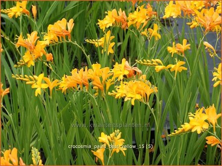 Crocosmia &#039;Paul&#039;s Best Yellow&#039; | Montbretia