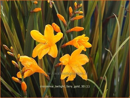 Crocosmia &#039;Twilight Fairy Gold&#039; | Montbretia